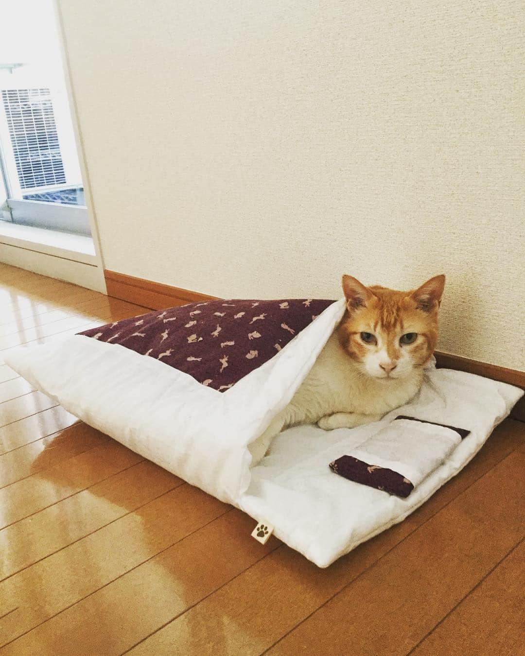 川原克己 さんのインスタグラム写真 - (川原克己 Instagram)「誘われてる #cat #猫 #ねこ」2月8日 13時30分 - tenjikunezumikawahara