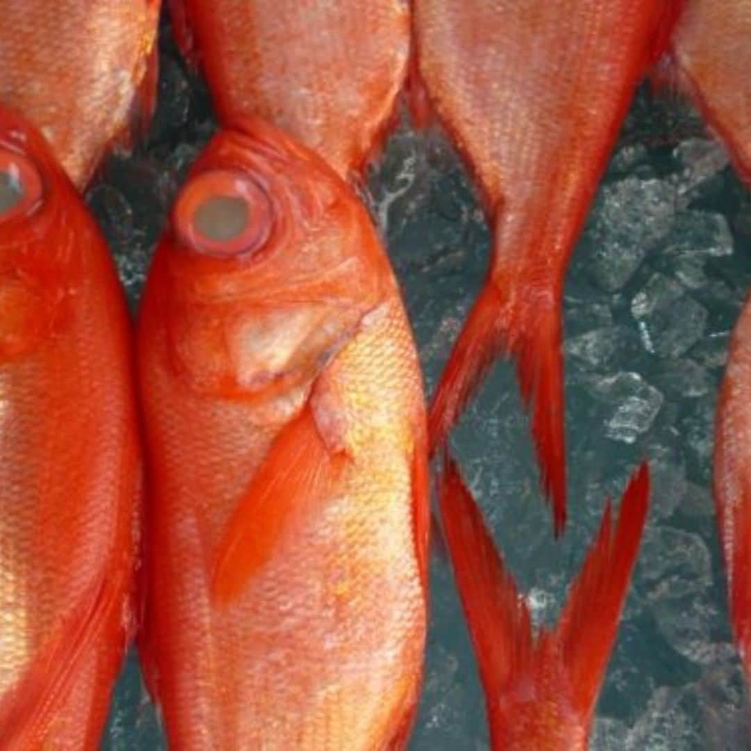 島の恵みと喰らえ匠大門のインスタグラム