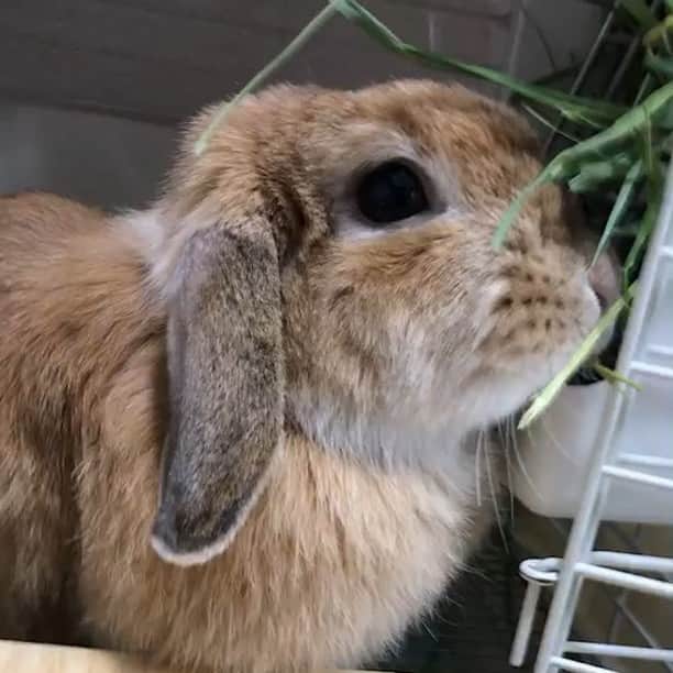 鈴華ゆう子のインスタグラム：「モキュモキュモキュモキュ。 #うめ # ホーランドロップ #hollandlop #rabbit #rabbit🐰 #bunny」