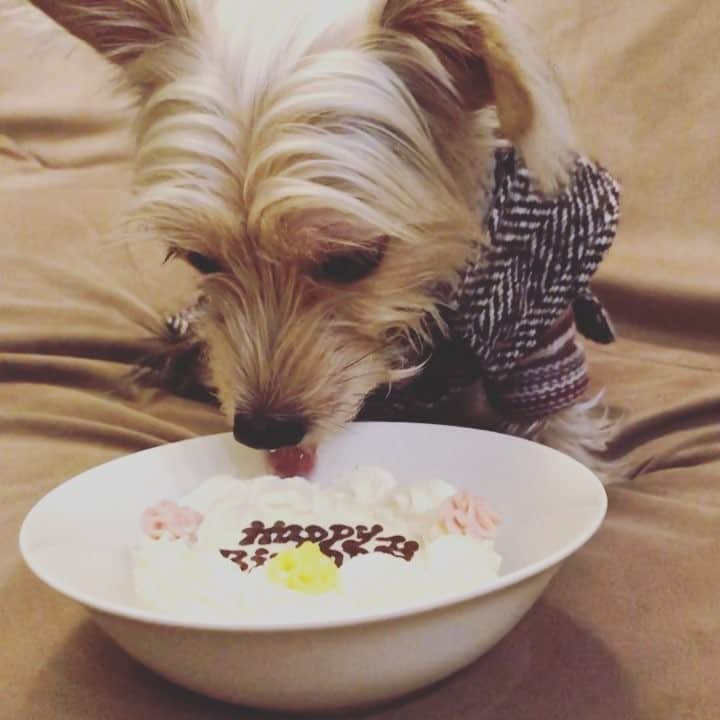 のインスタグラム：「美味しいケーキで、#3歳 の #誕生日 をお祝いしてもらいました❣️ #美味しい が #止まらない🎂 threeyears #birthday #happybirthday #birthdaycake #dogcakes #dogmodel #editorialphotography #dog #dogsofinstagram #yorkiesofinstagram #dachshund #doggy #doggie #insta_dogs #instapups #ヨーキー #ダックスフント #ダックスフンド #ヨークシャテリア #ハーフ犬 #ミックス犬 #ミックス犬同好会」