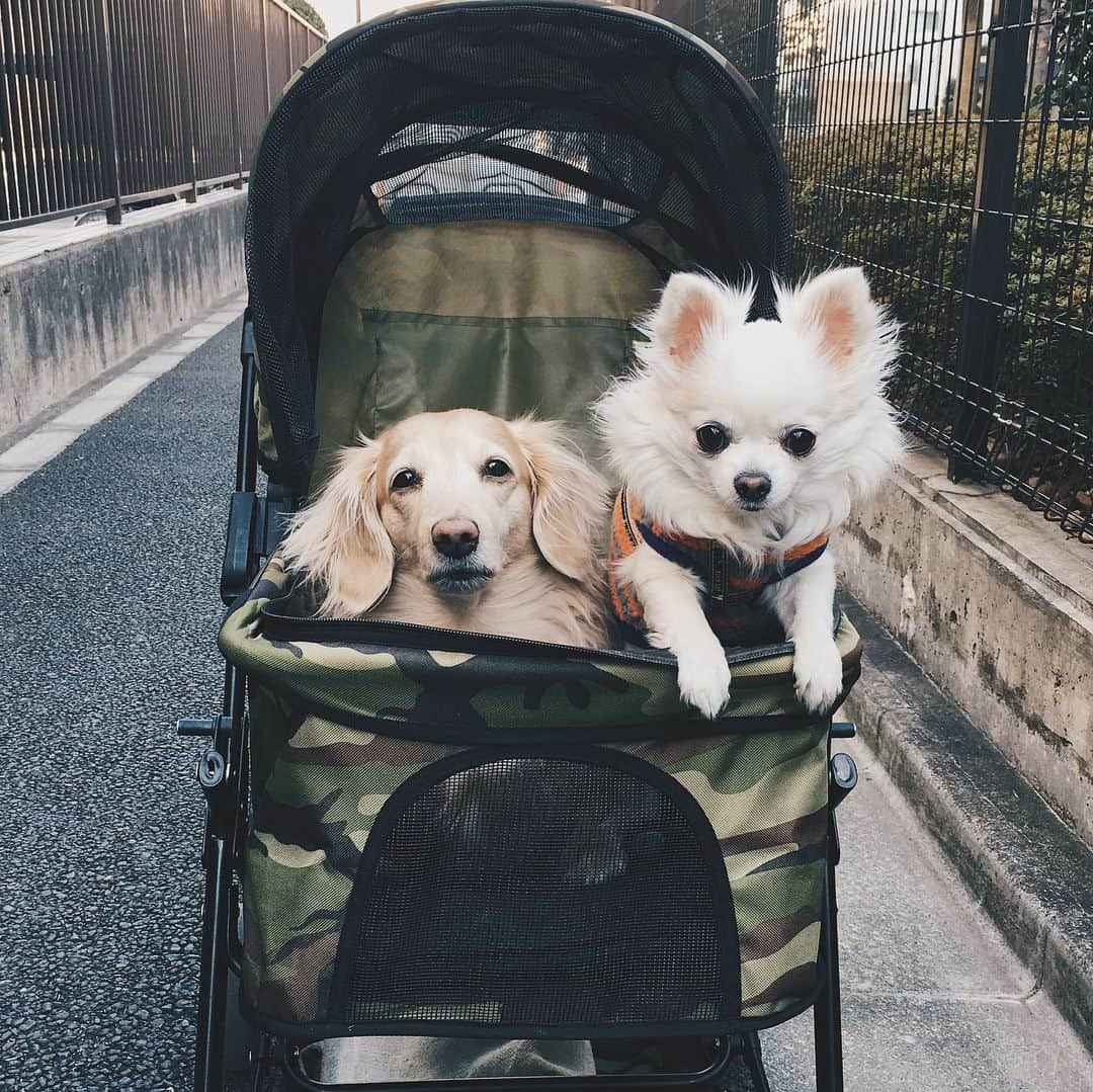 NARA and ABBYのインスタグラム：「✽+†+✽――✽+†+✽――✽+†+✽ ・ 2018.2.9 金曜日 ・ ポカポカ陽気なので、 ならあびカートでお散歩でーす！ ・ なーらは自分の足でのお散歩はまだ出来ないけど、 カートに乗ってのお散歩も好きみたいです♡ ・ #dog #dachshund #chihuahua #dogslife #dogstagram #dogoftheday #dog_features #dogsofinstagram #dogsofinstaworld #bestwoof #weeklyfluff #iflmdog #instadog #instapet #ilovemydog #petstagram #いぬら部 #癒しわんこ #ふわもこ部 #ダックスフンド #チワワ」