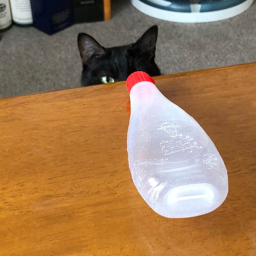 ホタテ＆クラム＆シラスのインスタグラム：「LOVE マヨネーズ（の容器）#cat #neko #blackcat #猫 #ねこ #黒猫 #catstagram #instagram #instagramjapan #ig_japan #igersjp」