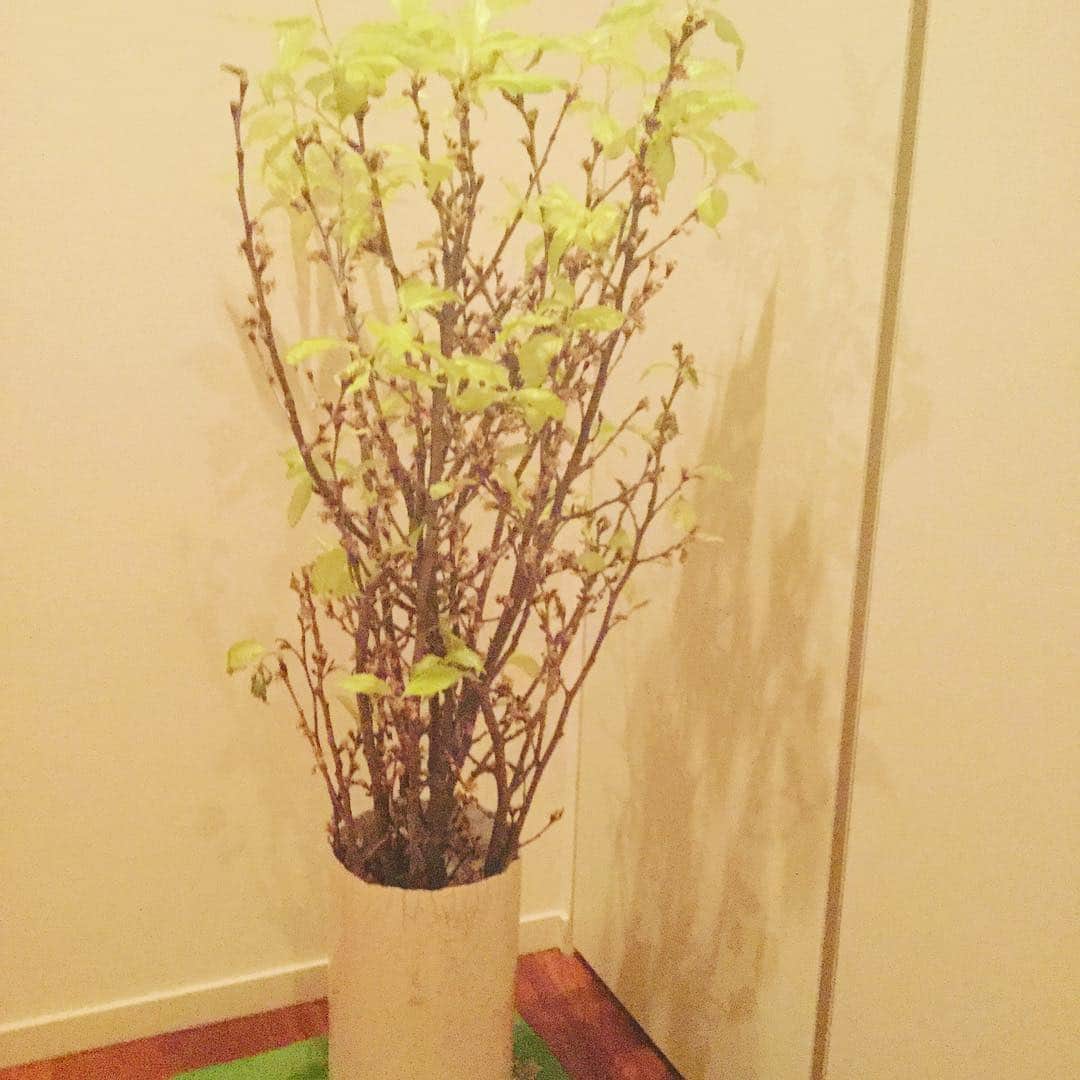 鳥越俊太郎さんのインスタグラム写真 - (鳥越俊太郎Instagram)「友人からお歳暮にもらった「みちのく初桜」の花は散ったが、今は葉桜が美しい。葉はまるでプラスティックみたいにつるつるに光っている。」1月17日 0時04分 - shun.torigoe