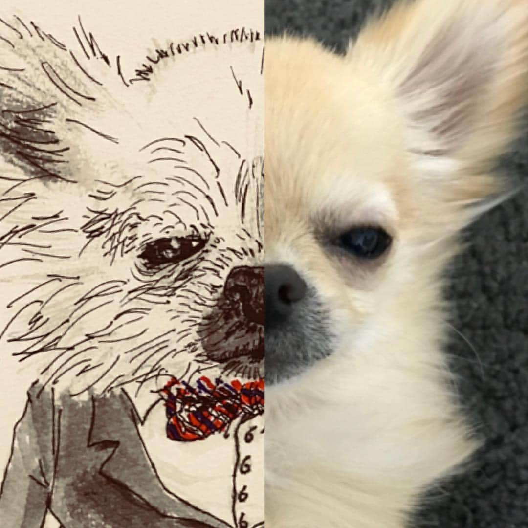 原田桂佑のインスタグラム：「#愛犬 #にゃん太 #いつも眠そう #犬 #チワワ #絵 #イラスト #ボールペン画 #アクリル絵の具 #写真 #絵描き #役者」