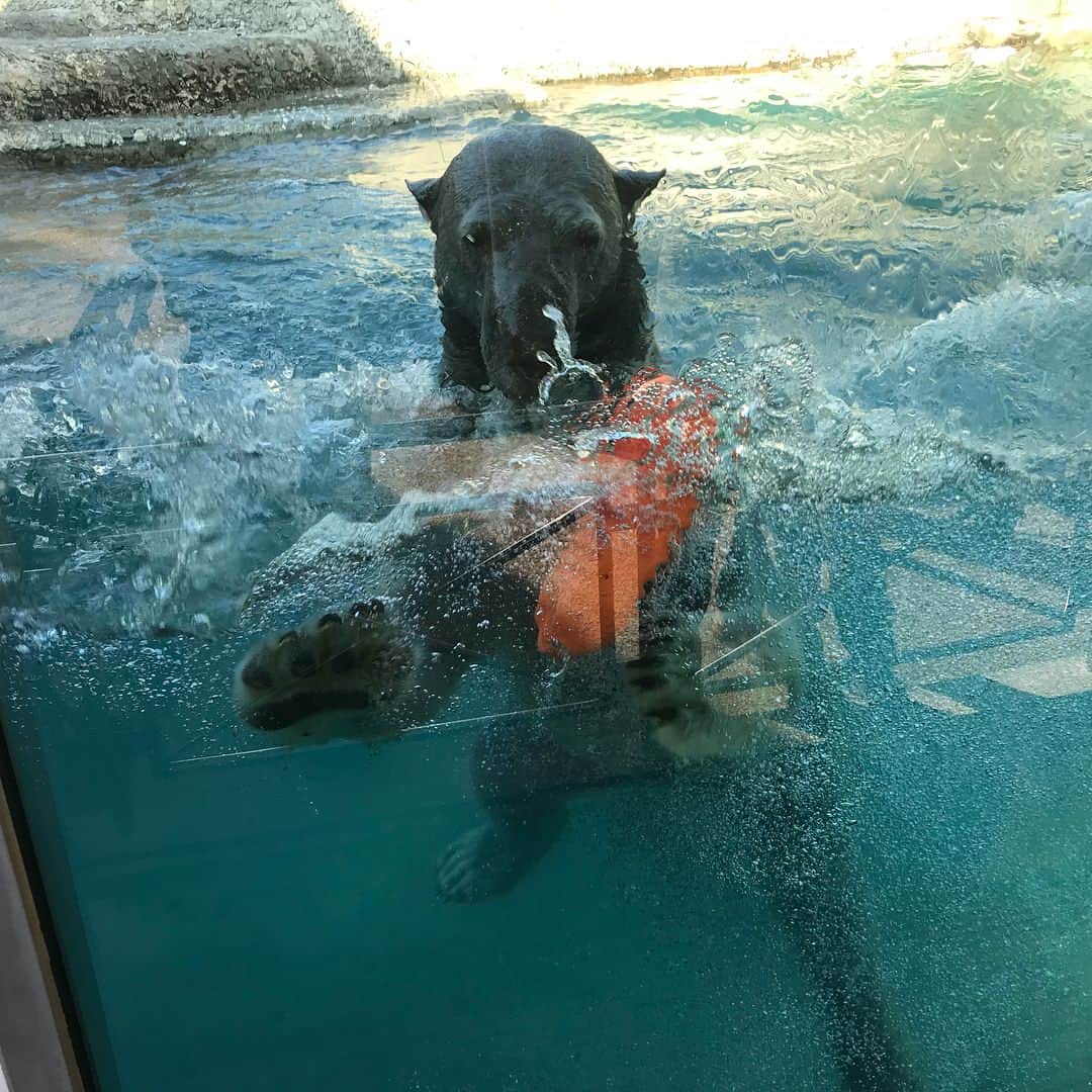のインスタグラム：「久しぶりの動物園。  シロクマが白くない🐻  #しろくま #徳島動物園 #zoo #bear #black #white」