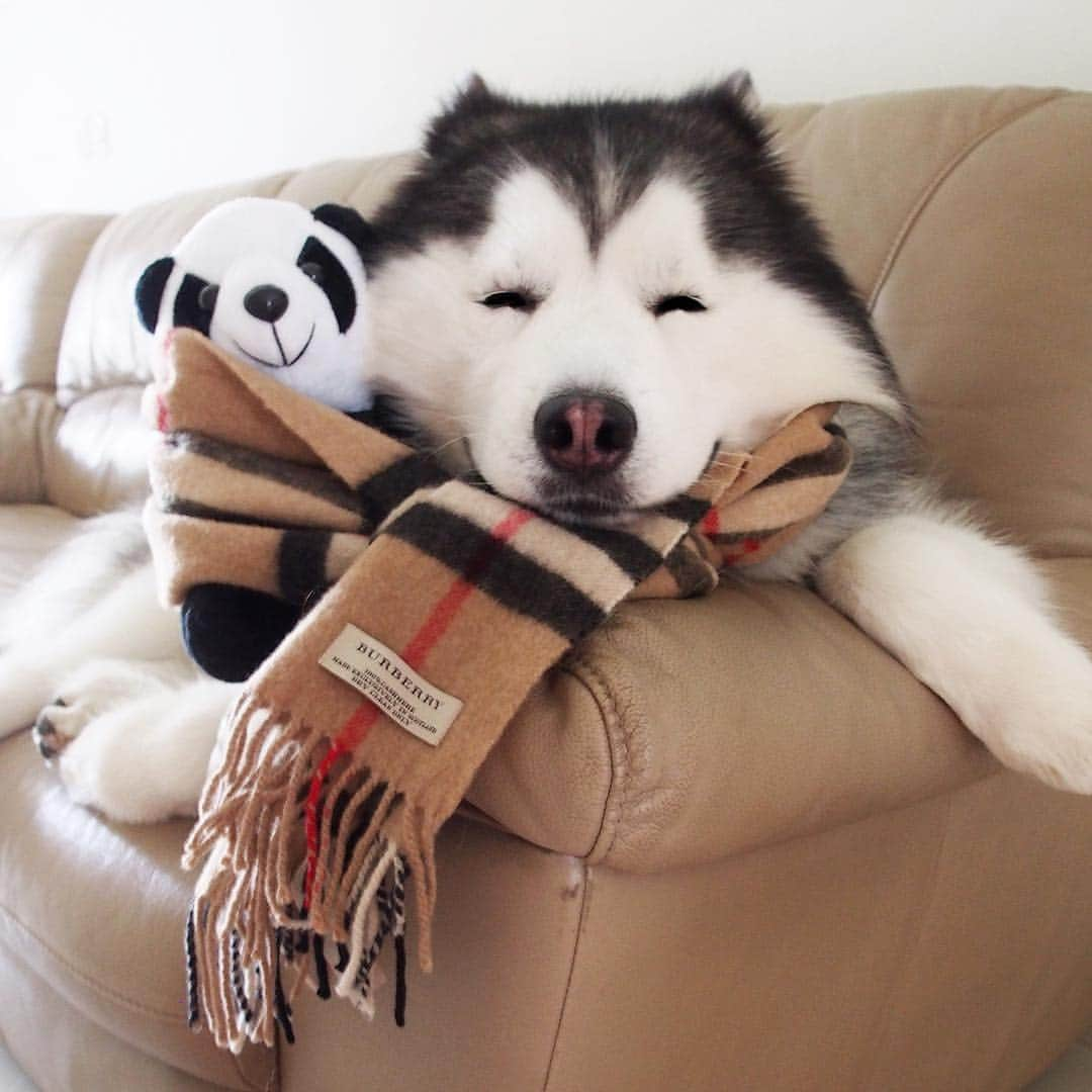 MARUのインスタグラム：「Dreams do come true. I know, because I found you 🐼❤️ ____________ #houndandlife#huskypics#bestwoof#meowvswoof#myhusky#Ruffpost#videobyanimals#dog_features#my_husky#barkpost#dailybarker#photos4ellen#huskylovingclub#alaskanmalamute#excellent_dogs#thedodo#sendadogphoto#itsahuskything#huffpostgram#dogs_of_instworld#ilovehuskies_features#buzzfeedanimals#viralpets#meowsandwoofs#funbestvids」