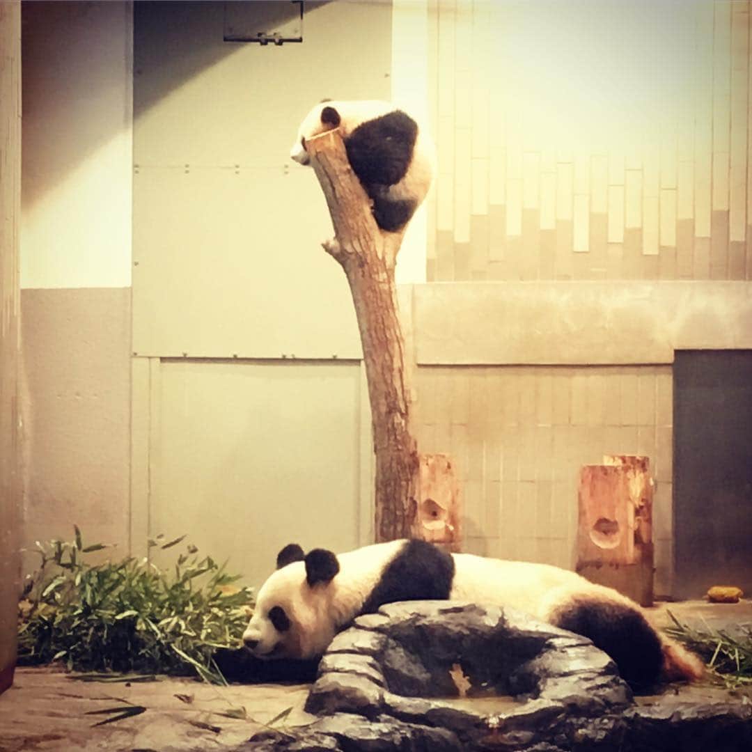 結城さなえさんのインスタグラム写真 - (結城さなえInstagram)「生シャンシャン🐼💕 新春シャンシャンショー✨ お気に入りの木の上で爆睡してました☺️ とにかくとにかく可愛い。寝てるだけなのに可愛いかったぁ。 #シャンシャン #パンダ #モフモフ #ピンク #上野動物園  #シンシン も爆睡中 #リーリー はすぐ見れます #panda #ueno」1月17日 15時33分 - yuukisanae