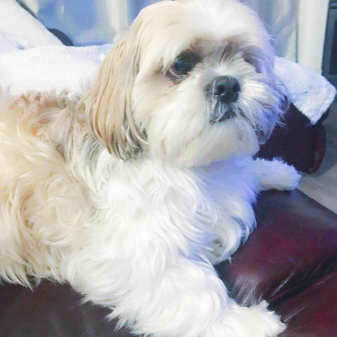 Buttersのインスタグラム：「I wish there were one eye shih tzu plushies or figures. Butters will turn 7 in March!」