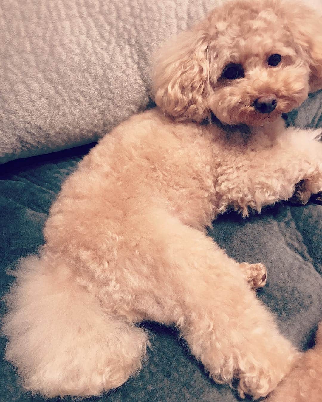 楠田亜衣奈のインスタグラム：「あたちシャンプー変えたらふっかふかっ♡ しっぽ可愛いでしょっ！ #ひめ」
