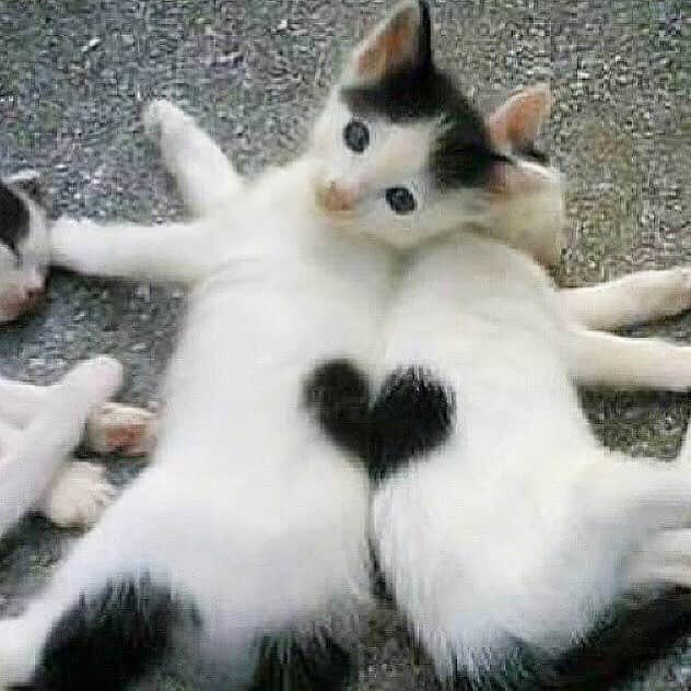 Animalsのインスタグラム：「❤️」