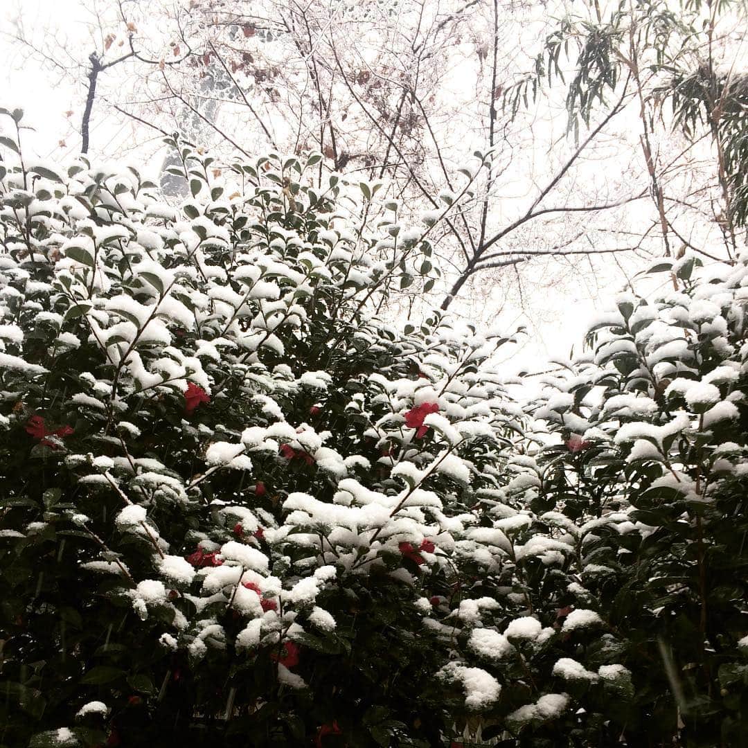 高見侑里さんのインスタグラム写真 - (高見侑里Instagram)「◡̈♥︎ 東京都心も雪が降ってきました☃️皆さん足元など十分お気を付けくださいね💦 そして今夜22:00からは「世界の村のどエライさん」２回目の放送です！ぜひ楽しんでください♡ #雪 #世界の村のどエライさん」1月22日 15時07分 - yuri_takami_official