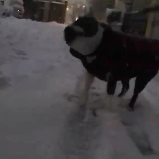 dorlisのインスタグラム：「最後の頭ふりふりヤバい。笑笑 #dorlis #ボストンテリア #bostonterrier #スローモーション #首ふりふり #面白い #雪 #はしゃぐ犬」