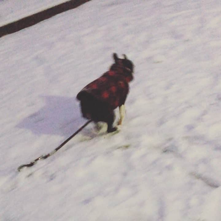 dorlisのインスタグラム：「楽しそう！ #dorlis #bostonterrier #ボストンテリア #雪 #雪と犬 #はしゃぐ犬 #楽しい #犬は喜び庭かけまわる」