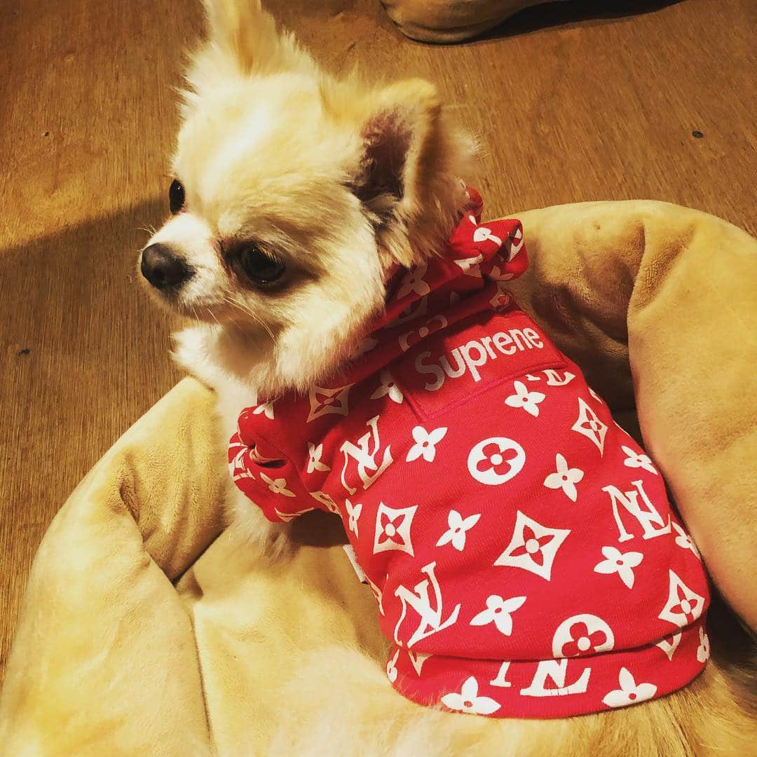 石田政博さんのインスタグラム写真 - (石田政博Instagram)「Supreneは天才だよ。 と言うことは、Louis Nittonか？  面白いから許す。 バッタ屋さん。  #ぱちもん  #supreme #louisvuitton #犬用服  #石田政博の犬 #チワワ #chihuahua #犬 #dog #テン #X」1月22日 18時21分 - markunv