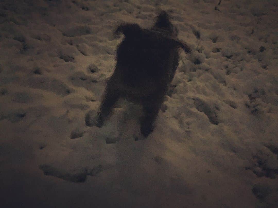 七尾旅人さんのインスタグラム写真 - (七尾旅人Instagram)「雪の上に続く犬の足跡。 庭に放置したLEDライトにも雪が被さってケーキみたいでなんだか美味そうだ。 . 犬のうち1匹は雪に大興奮。毛色も白っぽいし、DNAを辿ると北方の犬なのかもしれない。ゆきやこんこんの歌のとおり、大喜びで駆け回り、雪に身体をうずめる。 もう1匹の方は完全に戦意喪失してブルブルふるえてる。オスなのに情けないな、でも気持ちはわかる。バスタオルでよく拭いてファンヒーターにあてたらすっかり元気になってまとわりついてきた。 . 東京よりいつも2、3度は温暖な海辺の町に、これほど積雪するとは思わなかった。 . . . 最近なかなか写真や文章をアップできてなくてごめんなさい。 レコーディングや、友人のリリース準備などに明け暮れています。 Twitterの短文は前より復活気味なので、よかったら見てみてね。 卓球さんとの新曲も聴けるようになりました。 風邪ひかないように^^ . . .」1月22日 21時59分 - tavito_nanao