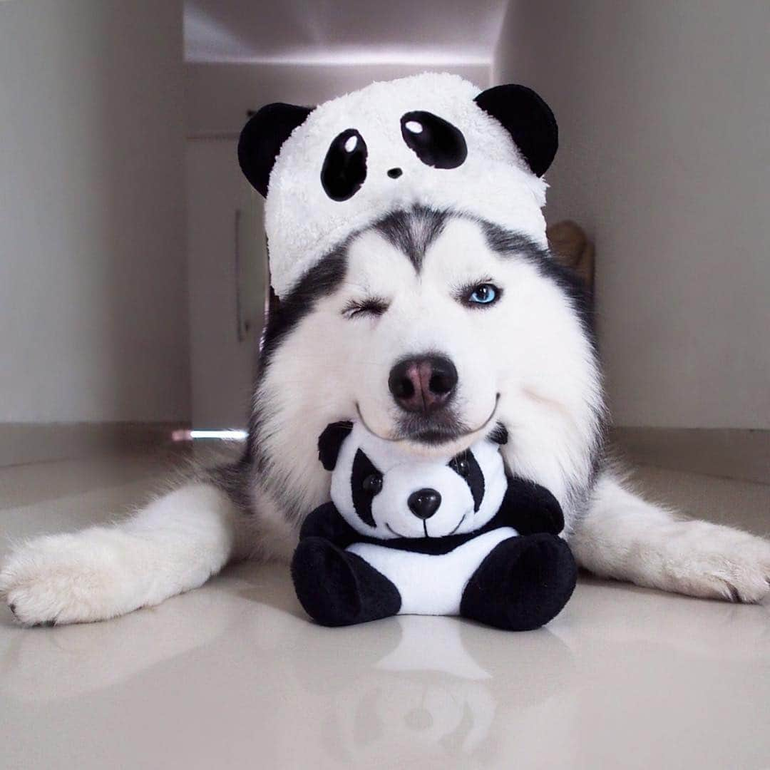 MARUのインスタグラム：「I miss you a little too much. A little too often. And a little more each day 😉❤️🐼 ____________ #houndandlife#huskypics#bestwoof#meowvswoof#myhusky#Ruffpost#videobyanimals#dog_features#my_husky#barkpost#dailybarker#photos4ellen#huskylovingclub#alaskanmalamute#excellent_dogs#thedodo#sendadogphoto#itsahuskything#huffpostgram#dogs_of_instworld#ilovehuskies_features#buzzfeedanimals#viralpets#meowsandwoofs#funbestvids」