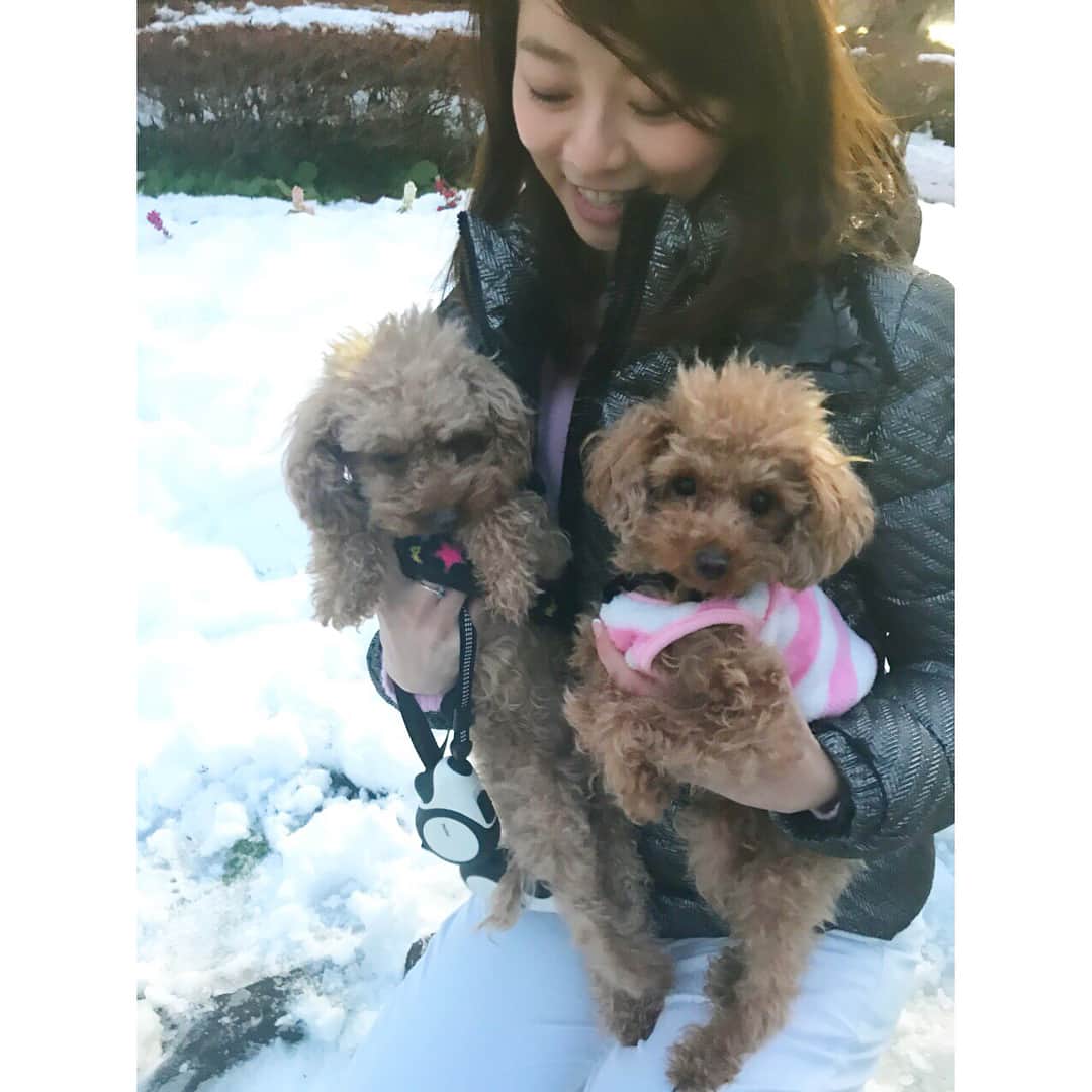のインスタグラム：「温室育ちの姫達👸👸 れもん&みんと雪の散歩デビューしました✨  めちゃくちゃ時間かかった😂 そして全く散歩にならなかったwww  #トイプードル #もみじ#14歳 #はなび#9歳 #れもん#みんと#姉妹#2歳 #れもみん #雪の散歩 #もみじ先輩が1番楽しんでた #はなびはいつも通りお利口さん #れもんみんとは散歩にならなかったw #抱っこして攻撃 #なぜ白パンツにしてしまったのか #かなりのコーデミスww #思い出#笑#😂#🐾🐾🐾🐾」