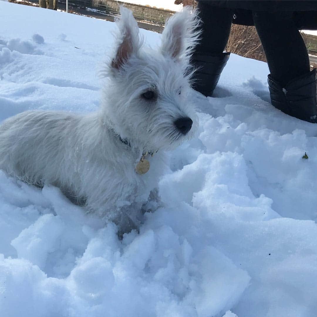 滝沢眞規子さんのインスタグラム写真 - (滝沢眞規子Instagram)「雪好きなんだね🐶帰ったらシャンプーしよ。」1月23日 16時42分 - makikotakizawa