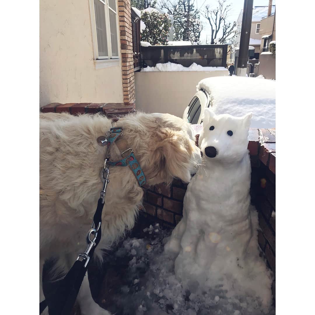 松嶋恵里さんのインスタグラム写真 - (松嶋恵里Instagram)「♡ 犬だるまつくった☃️🐩🐩🐩 2時間で溶けた😂 . . #雪遊び#雪だるま#犬だるま#大雪#ゴールデンレトリバー#白い犬#不審がる犬#鼻はアボカドの皮#雪だるまつくろう#goldenretriever#snowman#snowart#snowdog#whitedog#mydog#tokyo#l4l」1月23日 18時02分 - eri_mtsm0215