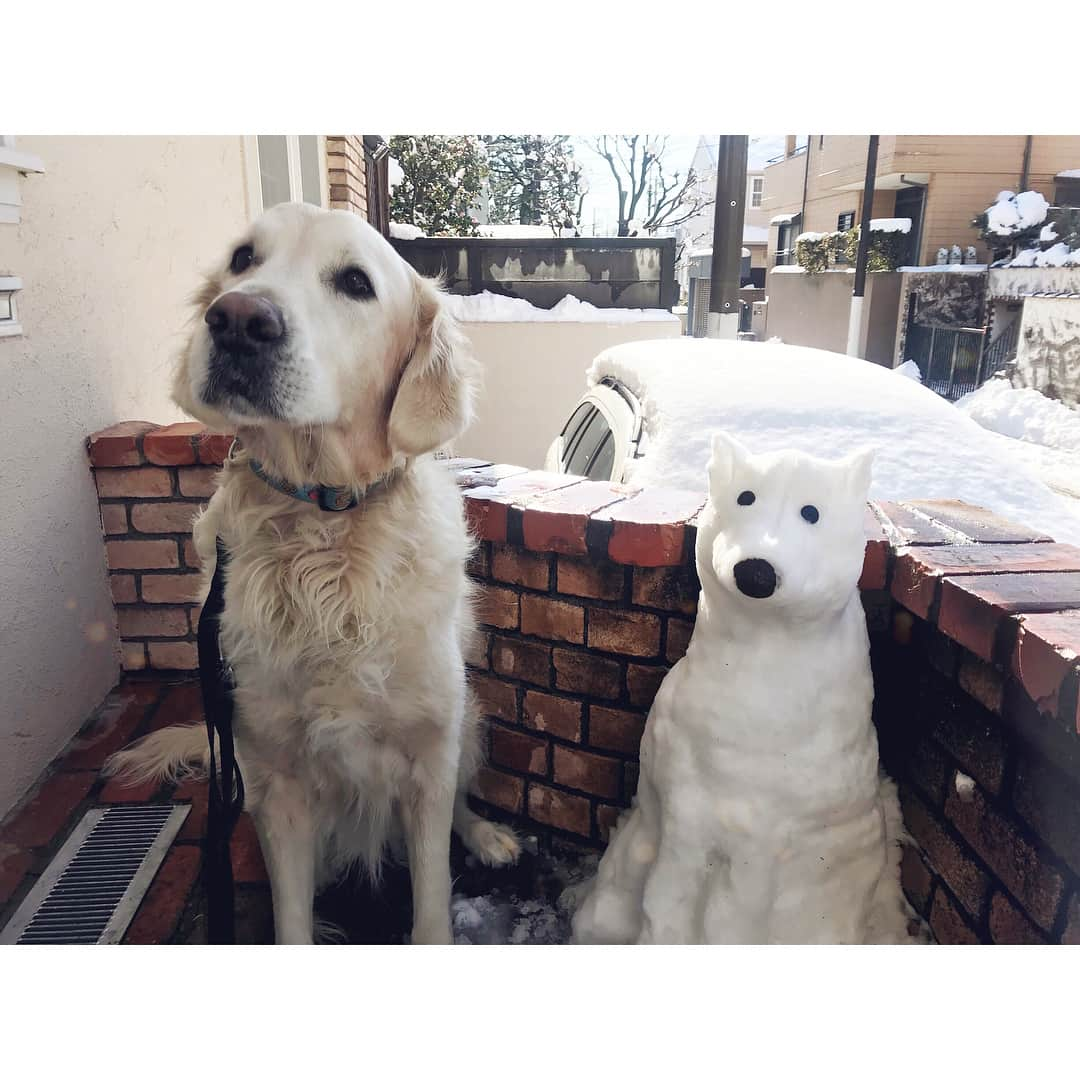 松嶋恵里のインスタグラム：「♡ 犬だるまつくった☃️🐩🐩🐩 2時間で溶けた😂 . . #雪遊び#雪だるま#犬だるま#大雪#ゴールデンレトリバー#白い犬#不審がる犬#鼻はアボカドの皮#雪だるまつくろう#goldenretriever#snowman#snowart#snowdog#whitedog#mydog#tokyo#l4l」