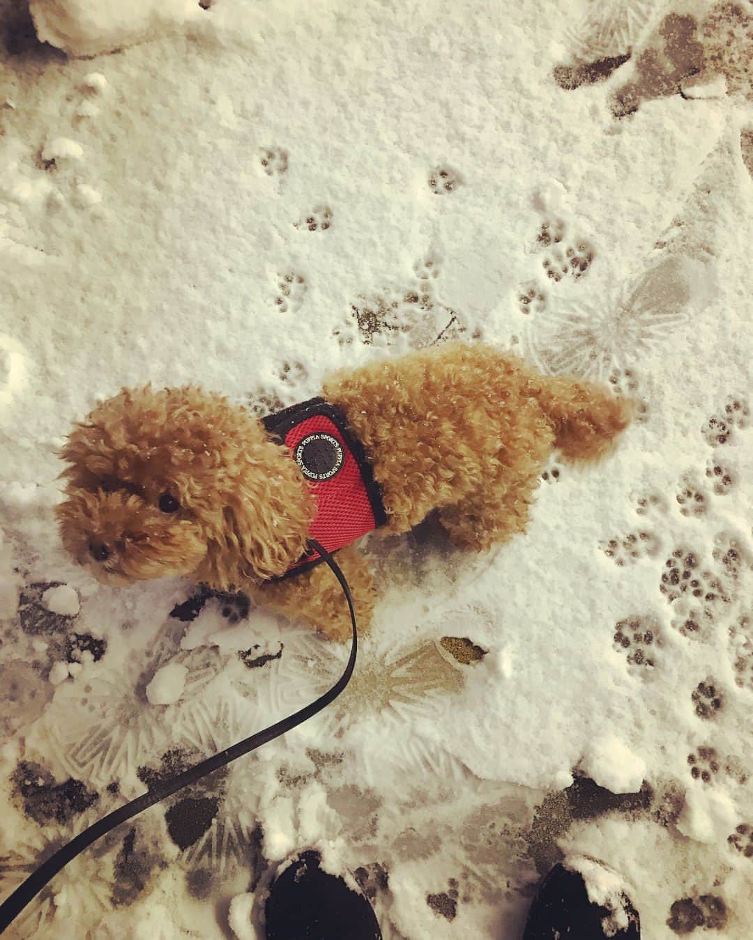 日下裕江さんのインスタグラム写真 - (日下裕江Instagram)「エスキモー⁈  #エスキモー #雪国 #雪国東京 #犬の足跡🐾」1月24日 4時30分 - hiroe___h