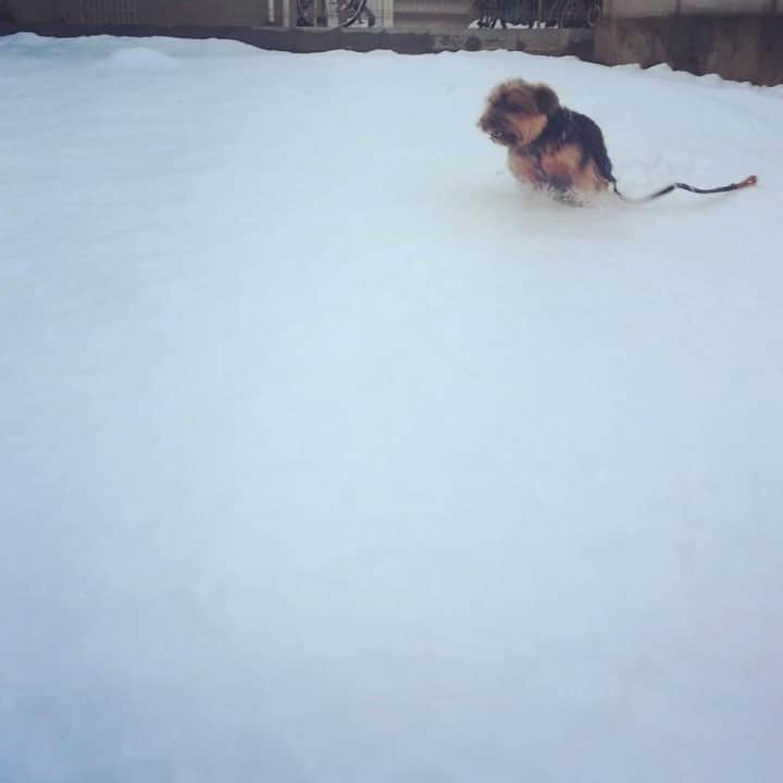 千葉アリサのインスタグラム：「昨日のぴょん吉🐇❄️ ・ ・  #犬はよろこび庭かけまわる  #でも一回でいいらしい🤣 #ちょと怖いが #めっちゃ楽しい  #犬ごころ 🐶♡ #tokyo #snow #dogslife」