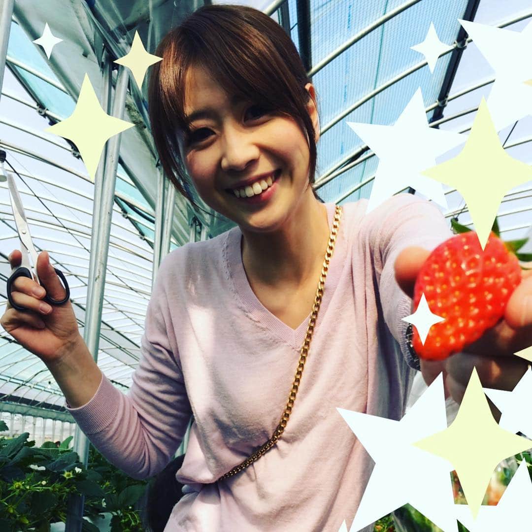 虎谷温子さんのインスタグラム写真 虎谷温子instagram いつもいちごを取り合って喧嘩している子供達を連れて 週末 いちご狩りへ 制限時間内 食べ放題 1年分食べました 1月24日 10時27分 Atsukotoraya Ytv
