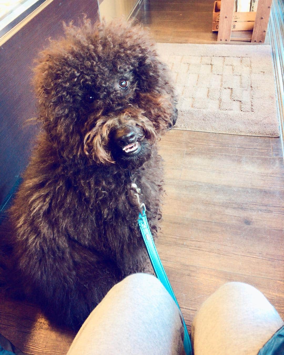 福田彩乃さんのインスタグラム写真 - (福田彩乃Instagram)「1/24カフェでお買い物です。 いつもウィルについて来てもらいます。 道中は、ねこに会えないかいつもそわそわしてるウィルです。 ねこが好きなのかな？  #ウィル#福田ウィル#ラブラドゥードル#オーストラリアンラブラドゥードル#labradoodle#黒犬#犬のいる生活#犬のいる暮らし#goodboy#goodgirl」1月24日 11時27分 - ayanofukuda_official
