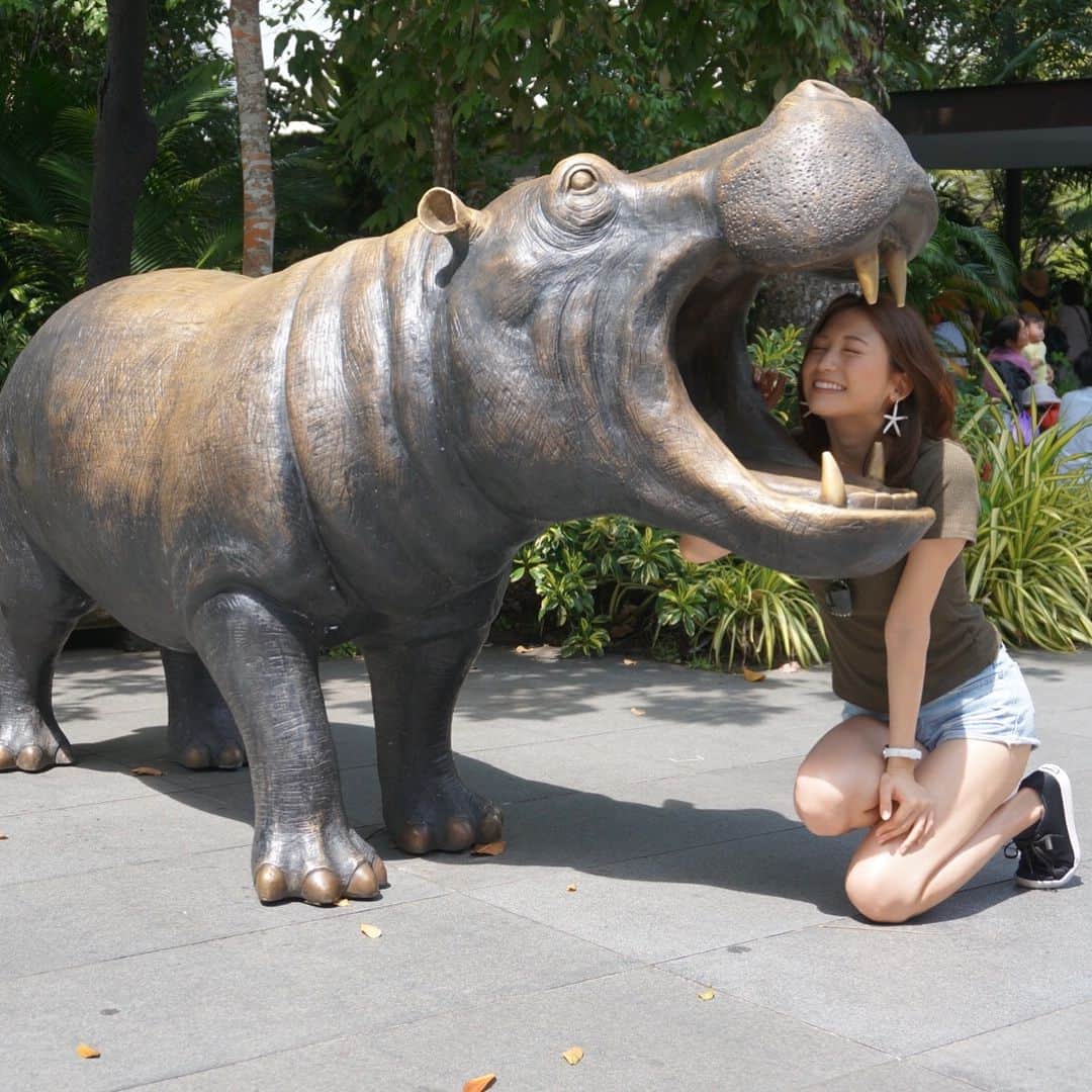 市原彩花さんのインスタグラム写真 - (市原彩花Instagram)「シンガポール大満喫っ＼(^o^)／ #singapore#シンガポール#女子会#シンガポール動物園#uss#海外#海外旅行#旅行#trip」1月24日 19時42分 - ayaka_ichihara