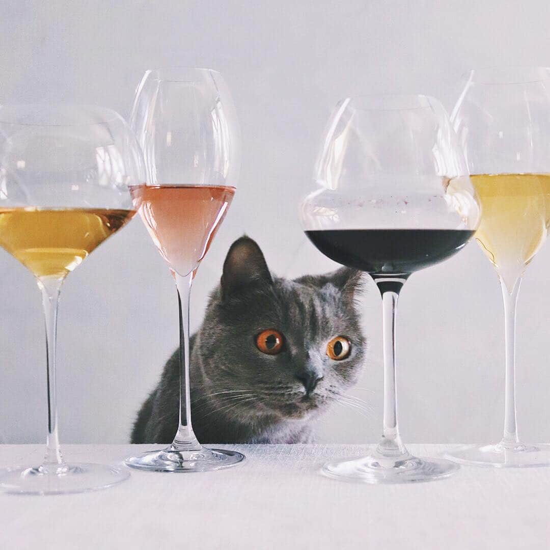 樋口正樹さんのインスタグラム写真 - (樋口正樹Instagram)「Wine & Cat . ワインとボナ。 なぜかグラスの脚に見惚れる。 . . #ワインと猫 #猫とワイン #ワイン #レーマングラス #lehmannglass #樋口ボナ #bonahiguchi #britishshorthair」1月25日 12時39分 - higuccini