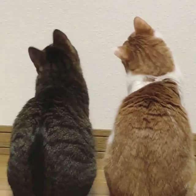 猫好き集合!! みんなのねこ部 [みんねこ] のインスタグラム