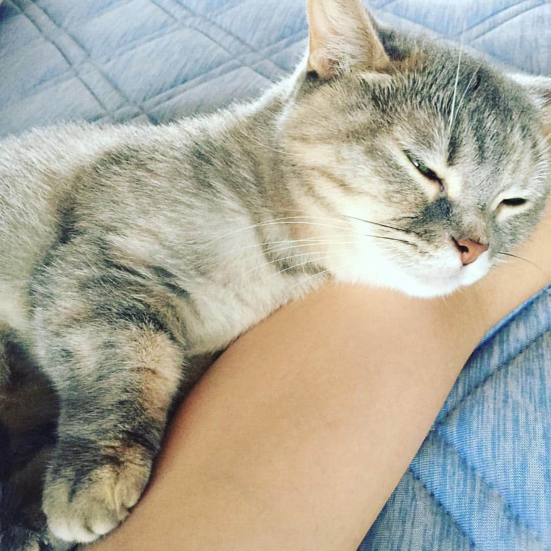 Naomin❤︎ Swaymeのインスタグラム：「定期検診で、腎不全と診断され、 余命宣告…💦まだ5歳なのに🐱🐱🐱 受け入れられないまま、1週間が経ちました。 辛いのは本人。なるべく側に居よう。点滴頑張ろうね💕 たくましい💪わたしの腕でおやすみ😪  #シュワちゃん日記 #cat #catsofinstagram #cats #lovecat #マンチカン #tottorilife」