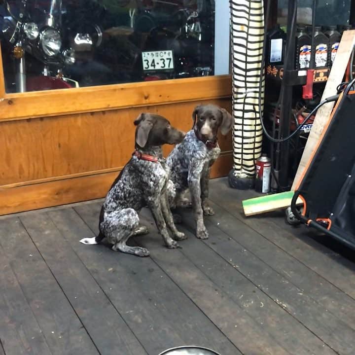 のインスタグラム：「#6month  #germanshorthairedpointer #family #gundog #huntingdog」
