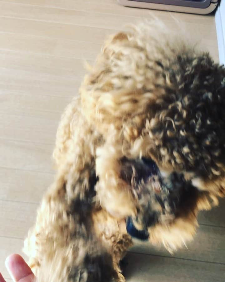 のインスタグラム：「最近のモコ🐶 可愛い技覚えました！ #モコ#愛犬」