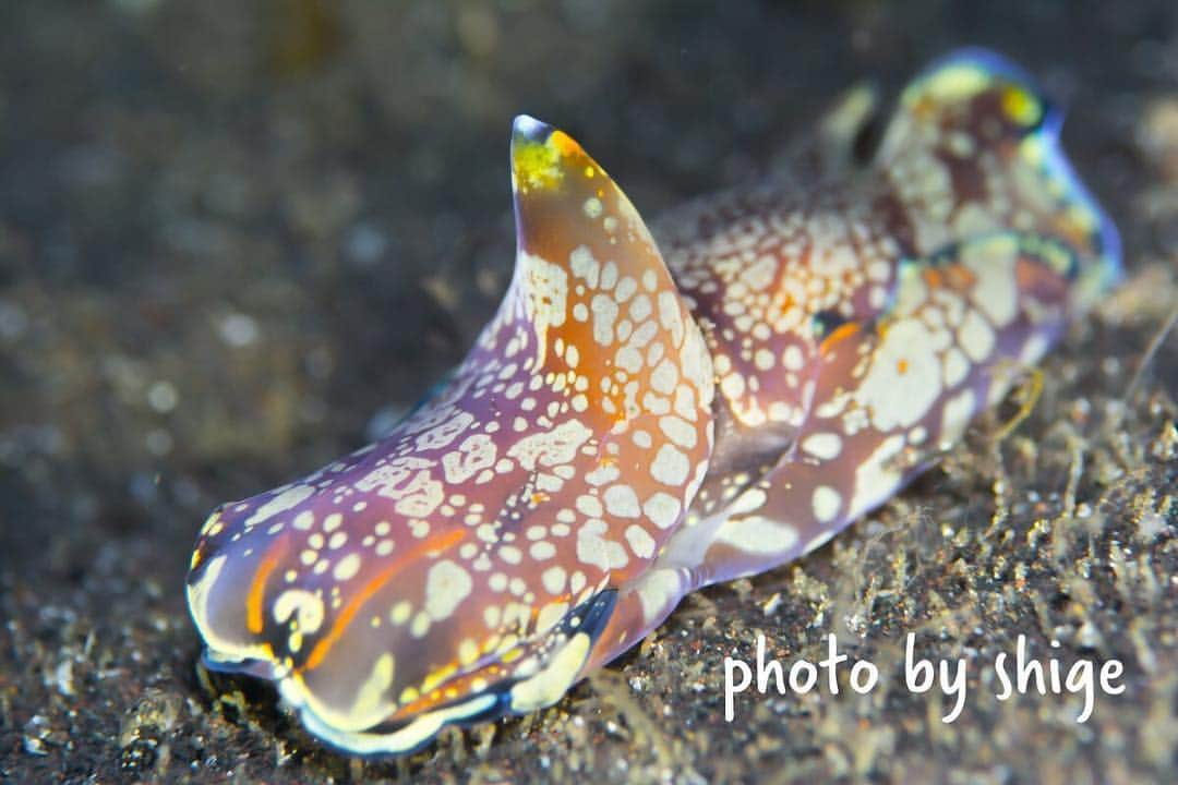 diversgakuen2016のインスタグラム：「【カラスキセワタ】 キセワタもウミウシの仲間です！ もはやナメクジみたいな生き物はすべてウミウシの仲間なのではないかと思ってしまいますね(笑) もともとは貝だったものが退化し、貝殻を失った生き物がウミウシですのである意味、貝殻がなければウミウシなのかもしれませんね。#せいぶつ部 #水中写真 #ダイビング #スキューバダイビング #写真撮ってる人と繋がりたい #写真好きな人と繋がりたい #海好きな人と繋がりたい #ふんわり写真部 #アクアリウム #ウミウシ #ウミウシ好き」