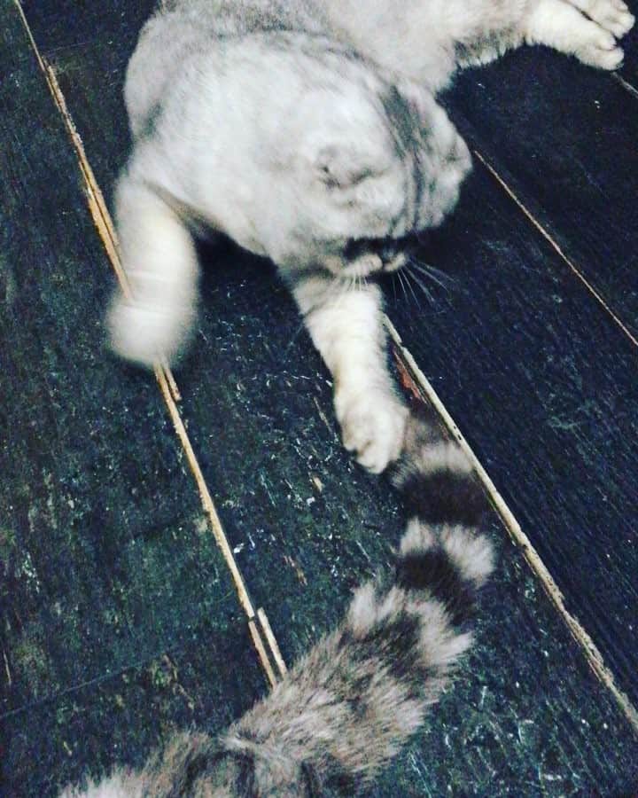 Roku Rokuのインスタグラム：「Head or tail 😄」