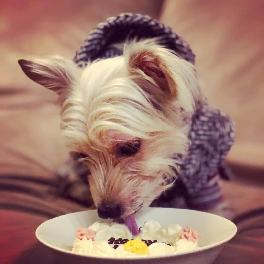 のインスタグラム：「#birthday #tweed #merinowool #threeyears #birthday #happybirthday #birthdaycake #dogcakes #dogmodel #editorialphotography #dog #dogsofinstagram #yorkiesofinstagram #dachshund #doggy #doggie #insta_dogs #instapups #willywonka #followme #ヨーキー #ダックスフント #ダックスフンド #ヨークシャテリア #ハーフ犬 #ミックス犬 #ミックス犬同好会」