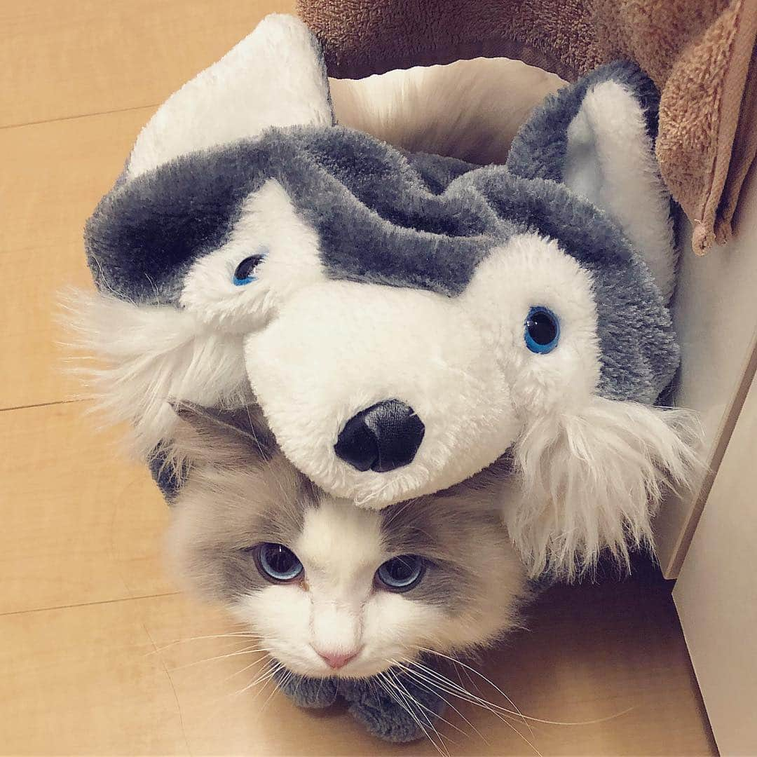 ポテトさんのインスタグラム写真 - (ポテトInstagram)「ぽっちゃん…もうすぐ…胃の中にゃ…🍖🐺 #ragdoll #ragdollcat #ragdollsofinstagram #instaragdoll #instacat #instagramcats #catsofinstagram #catlove #adorable #aww #pet #cat #neko #ラグドール #猫 #ネコ #ねこ #ねこ部」1月26日 19時33分 - _akurah