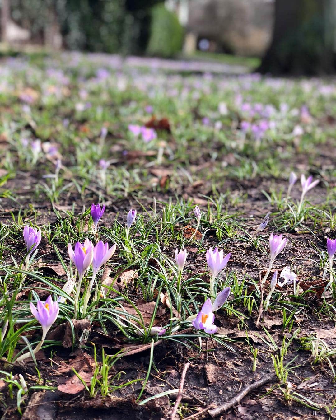 布袋寅泰さんのインスタグラム写真 - (布袋寅泰Instagram)「Spring is just around the corner ロンドンは冬の寒さの合間に小さな春を感じる頃。日本は寒いと聞いています。皆さまお身体ご自愛くださいね。#london #springisjustroundthecorner #布袋寅泰」1月26日 21時19分 - hotei_official
