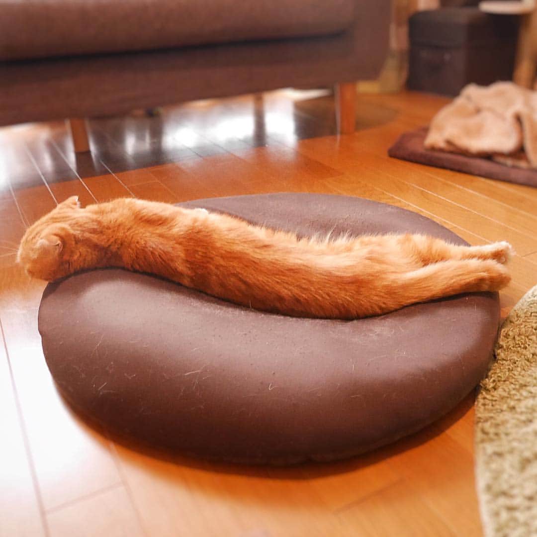 ashmiemuのインスタグラム：「Do you like hot dogs? . 召し上がれ 🌭 #Hotdog #ホットドッグ」