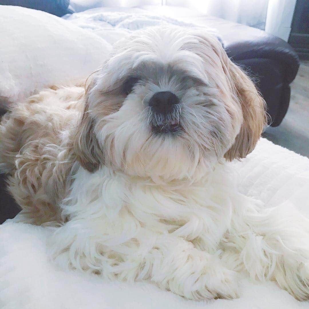 Buttersのインスタグラム：「who’s mommy’s good boy?? This ball of fur!! He really needs a haircut, but he gets so cold in the winter. Maybe I should wait a little warmer?」