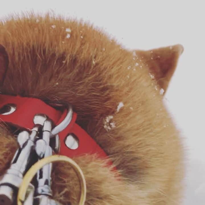 Hanamichi ＆ ℕㆁℜ〡ｋㆁ♡のインスタグラム：「・ #雪食べ過ぎ  #雪好き過ぎ #⛄️ #🐕 #❄️ ・ ・ #柴犬 #しばいぬ #子犬 #わんこ #dog #shiba #puppy #love #cute #shibainu #shibastagram #dogofthedayjp」