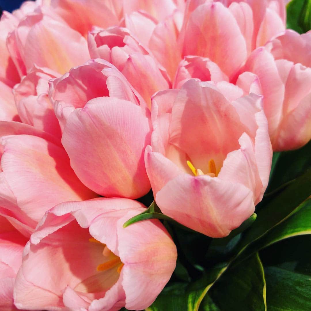 望月理恵さんのインスタグラム写真 - (望月理恵Instagram)「春が来たー いや、 まだまだですかね。 チューリップ🌷花は春 私は今日も動かないぜ。」1月28日 16時50分 - mochiee28