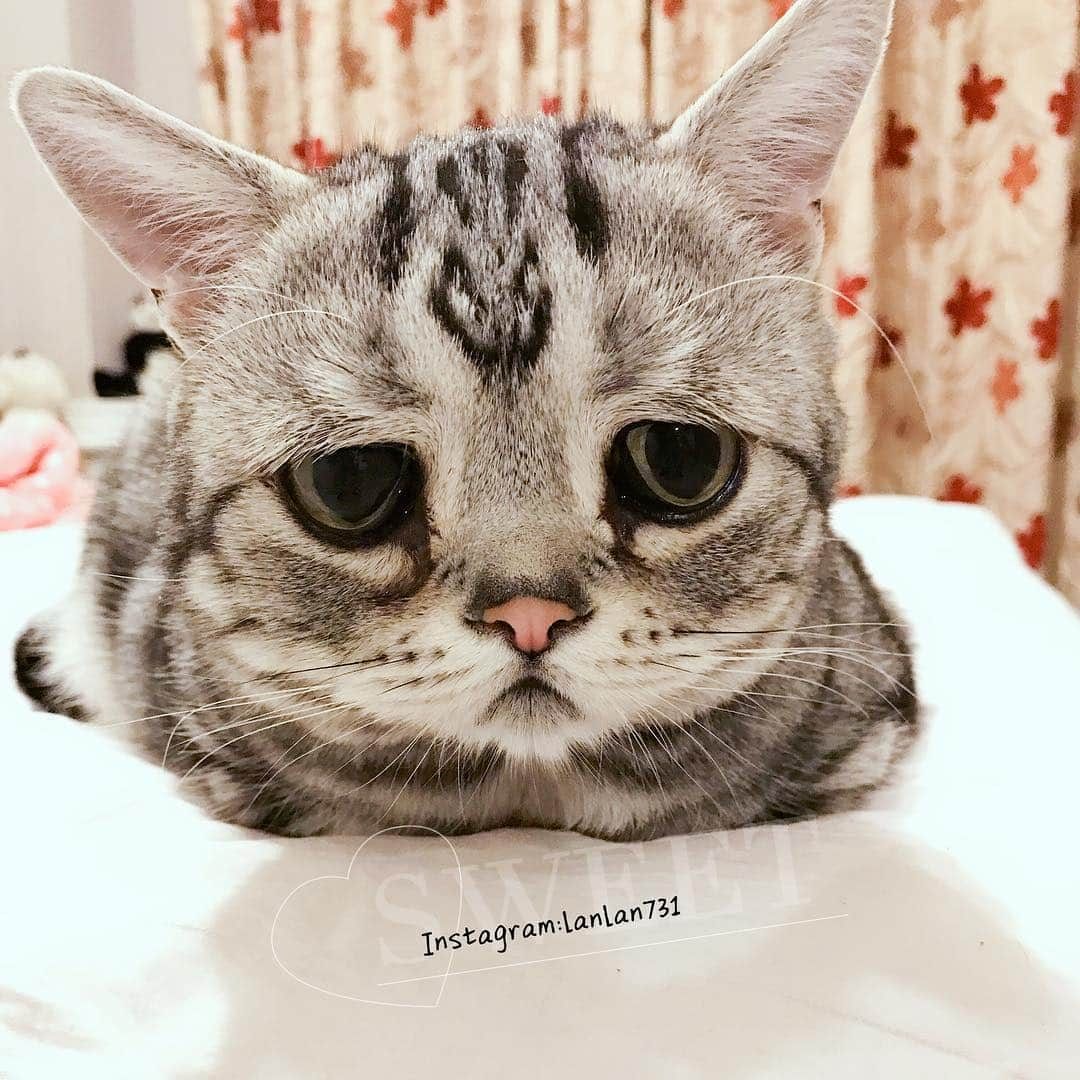 ルフさんのインスタグラム写真 - (ルフInstagram)「#luhu:" mommy said she will back home later than plan ...😔" - - #cat #cute #catoftheday #catofinstagram #angel#adorable #lovely #sadcat」1月28日 22時47分 - lanlan731