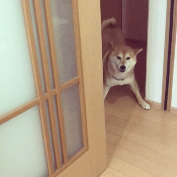 マロたんのインスタグラム：「Ready or not, here I come! ｜ω・｀）ローン！ロンロン！…呼んだら来るけどどっかイク #shiba #shibainu #weeklyfluff」