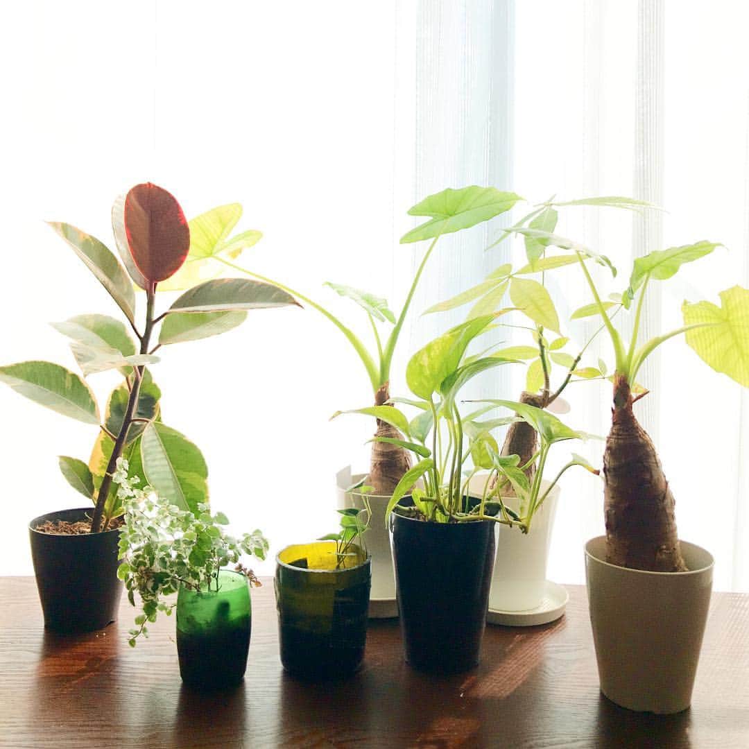 Barre de vin Kのインスタグラム：「2018.01.30  室内の観葉植物が 日光浴を  元気に育ちますように。  #Foliageplant #risotto #foodstragram #vscocam #instafood #instavsco #IGersJP #foodphoto #onthetable #vsco_food #vscogram #fodstyling #feedfeed #mycommontable #foodvsco #foodlover #wine #winelover #barredevink #LIN_stragrammer #オトコノキッチン #kagoshima #cafestragram #大人カフェ #winebar #cafe #winebar」