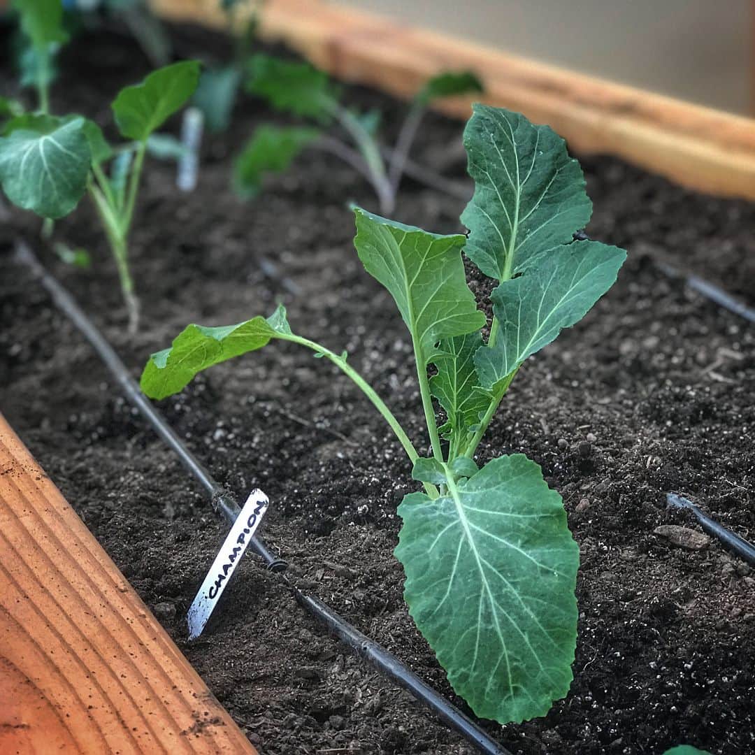ミラ・ジョヴォヴィッチさんのインスタグラム写真 - (ミラ・ジョヴォヴィッチInstagram)「Planting Day!! It was so exciting and also so relaxing for @gardenerd1 and I to put all the little babies into the soil. Swipe➡️ to see details about my #urbangarden project! We planted mostly from transplants today and some seeds as well! Peas, 4 kinds of lettuce, collards, different kinds of Kale, broccolini, carrots and leeks, cucumbers. Three kinds of potatoes... herbs! Also strawberries and raspberries! Oh and there’s @gardenerd1 in one of those last pics too!😂The tomatoes and melons, squash, zucchini and eggplant are next month!😉 Big thank you to @twodognursery for all our beautiful transplants!#urbangarden👩🏻‍🌾🥦🌽🥕#ladiary❤️❤️❤️」1月30日 12時30分 - millajovovich