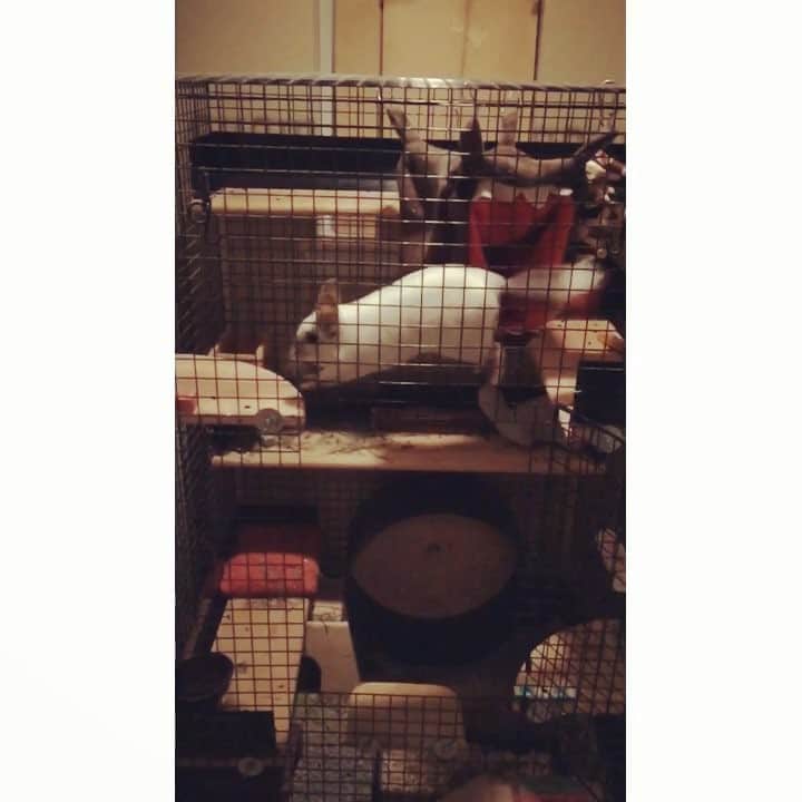 Mr. Bagelのインスタグラム：「Just a normal Monday night #chinchillin #MrBagel #chinchilla #slowmotion」