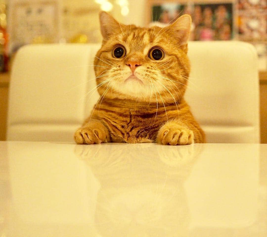 茶太郎 & きなこさんのインスタグラム写真 - (茶太郎 & きなこInstagram)「ごはん🍽まだかにゃฅ( ̳• ·̫ • ̳ฅ)💕 I keep table manners😽🍽 #御予約の茶太郎様 #今すぐご用意します #テーブルマナー #マンチカン#munchkin#cat#catstagram#neko#cute#cutepetclub#amazing#ねこ#茶トラ#短足#cute#catsofinstagram#flaffy101cats#excellent_cats#9gag#cats_of_world_#instacat_meows#bestcats_oftheworld#catsofig#instacat#cats_of_instagram」1月31日 17時10分 - amaccho5160