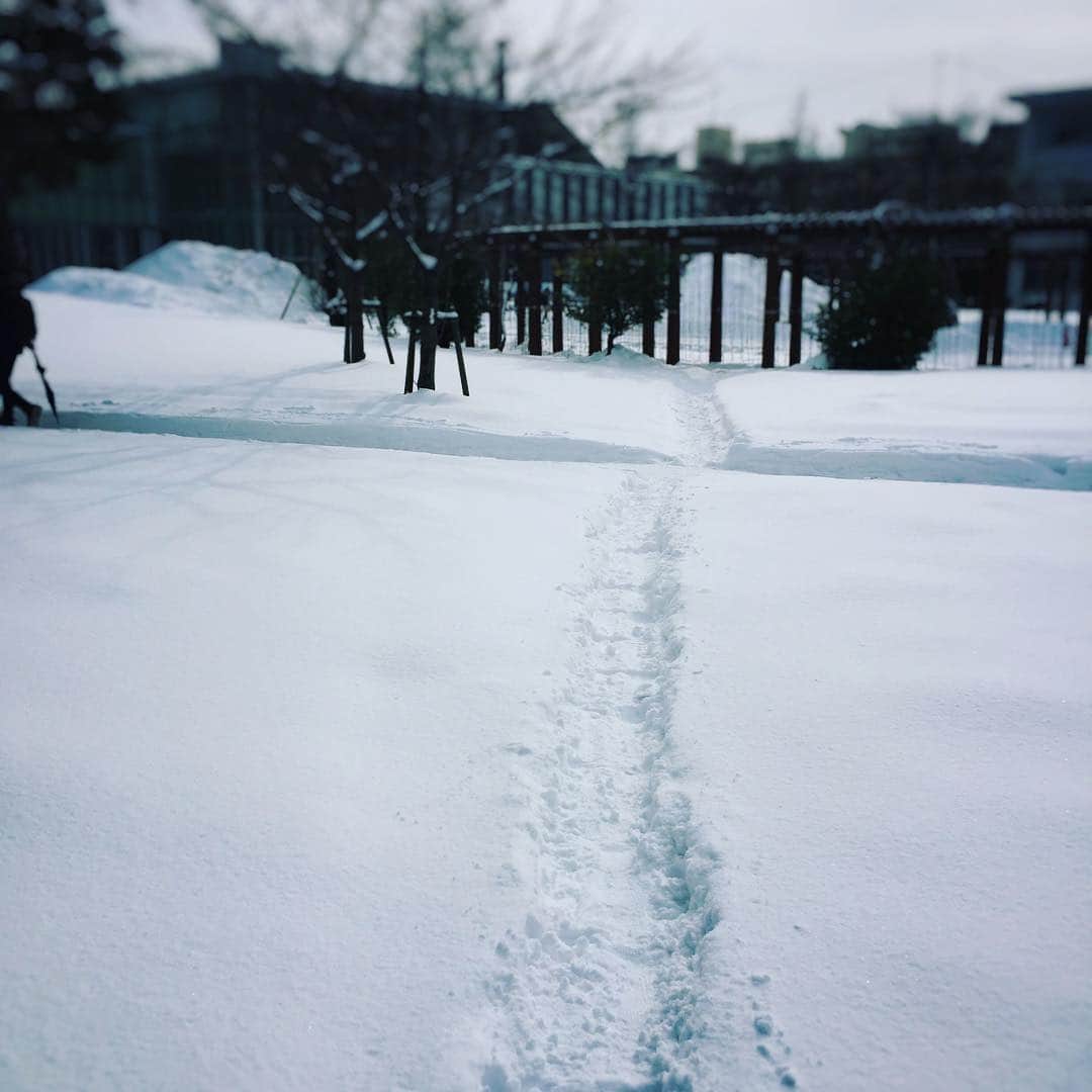 ガーラ・アマノ クリエイティブ部さんのインスタグラム写真 - (ガーラ・アマノ クリエイティブ部Instagram)「一本道 #秋田大学 #雪景色 #秋田市 #冬」1月31日 11時17分 - gala_amano